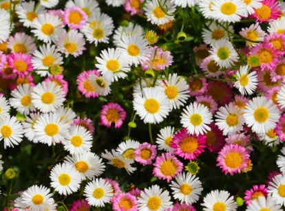 An overhead and close-up shot of dainty multi-colored flowers of the erigeron karvinskianus