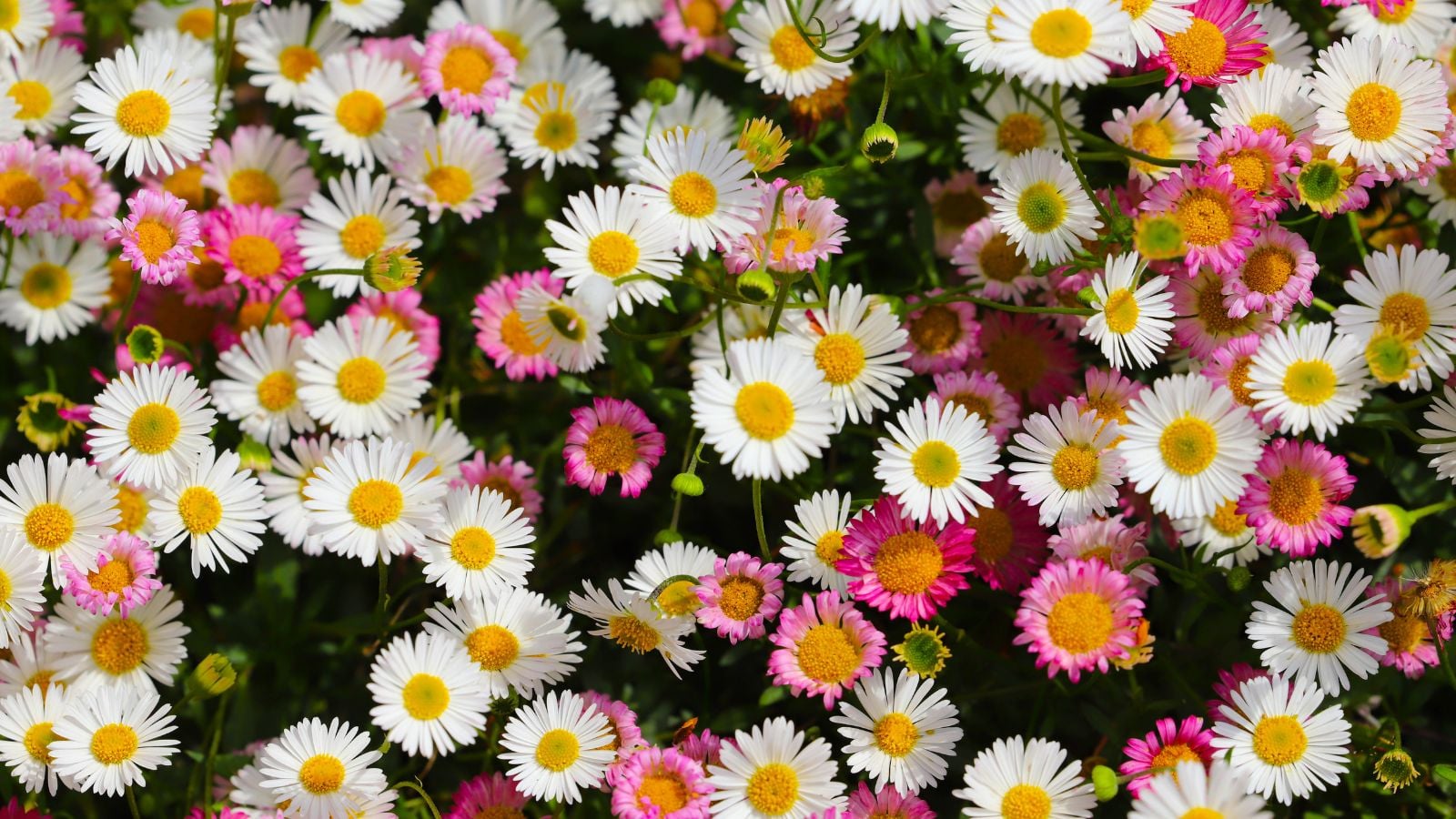 An overhead and close-up shot of dainty multi-colored flowers of the erigeron karvinskianus