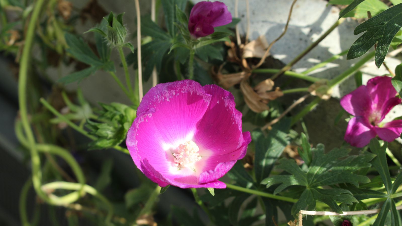 An overhead and close-up shot of purple colored flowers and green foliage of a low-growing perennial in a well lit area outdoors