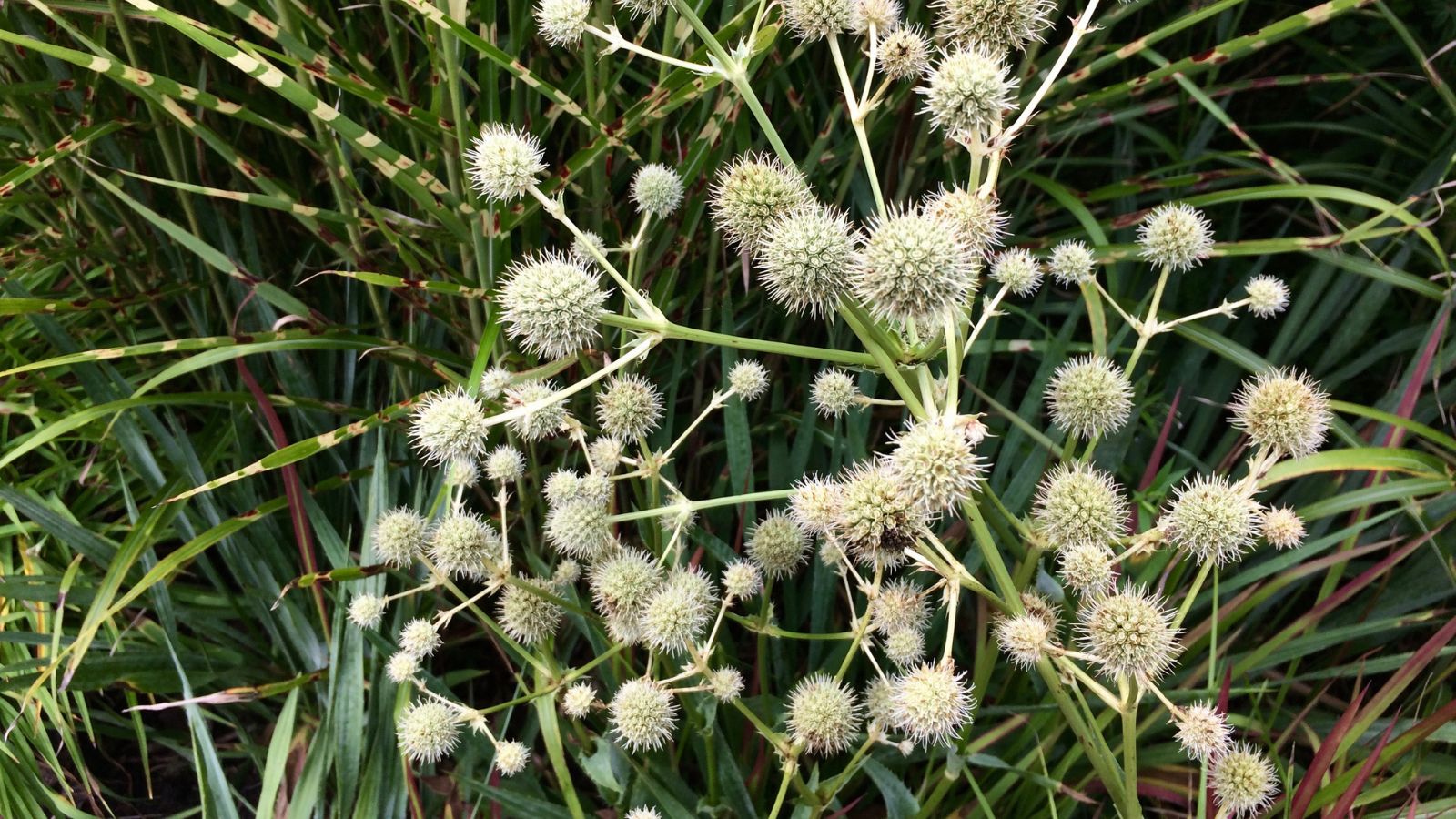An overhead shot of flower heads of a perennial plant growing in a well lit area outdoors