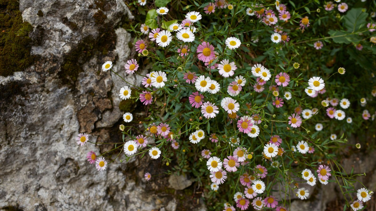 An overhead shot of small flowers of a shrub in a well lit rocky area outdoors