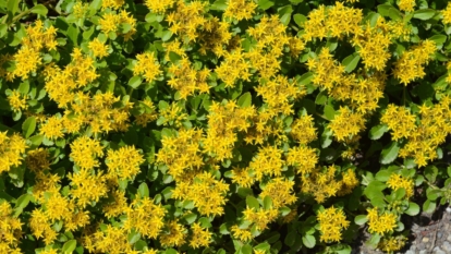 An overhead shot of the Russian Stonecrop perennial showcasing its vibrant yellow flowers and lush green foliage in a well lit area outdoors