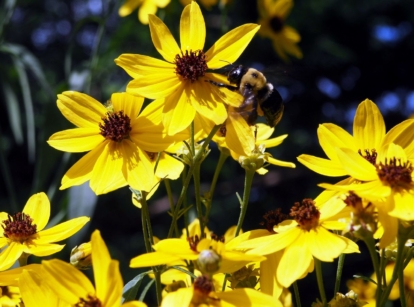 Lovely heads of the Coreopsis tripteris flower appearing to have dainty yellow leaves and deep green foliage surrounding the blooms