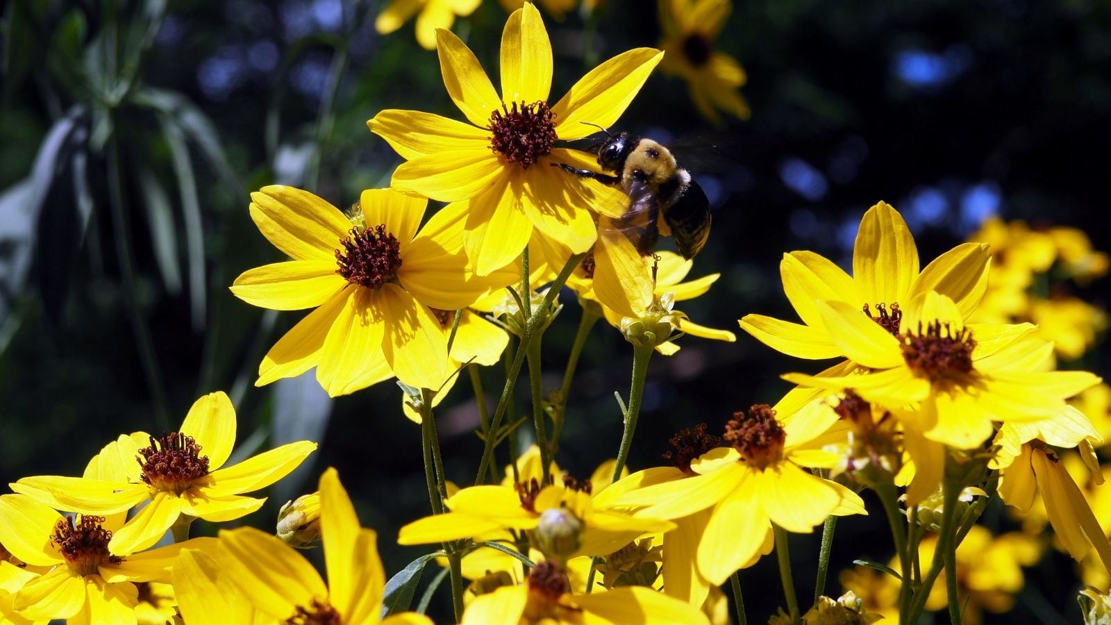 Lovely heads of the Coreopsis tripteris flower appearing to have dainty yellow leaves and deep green foliage surrounding the blooms