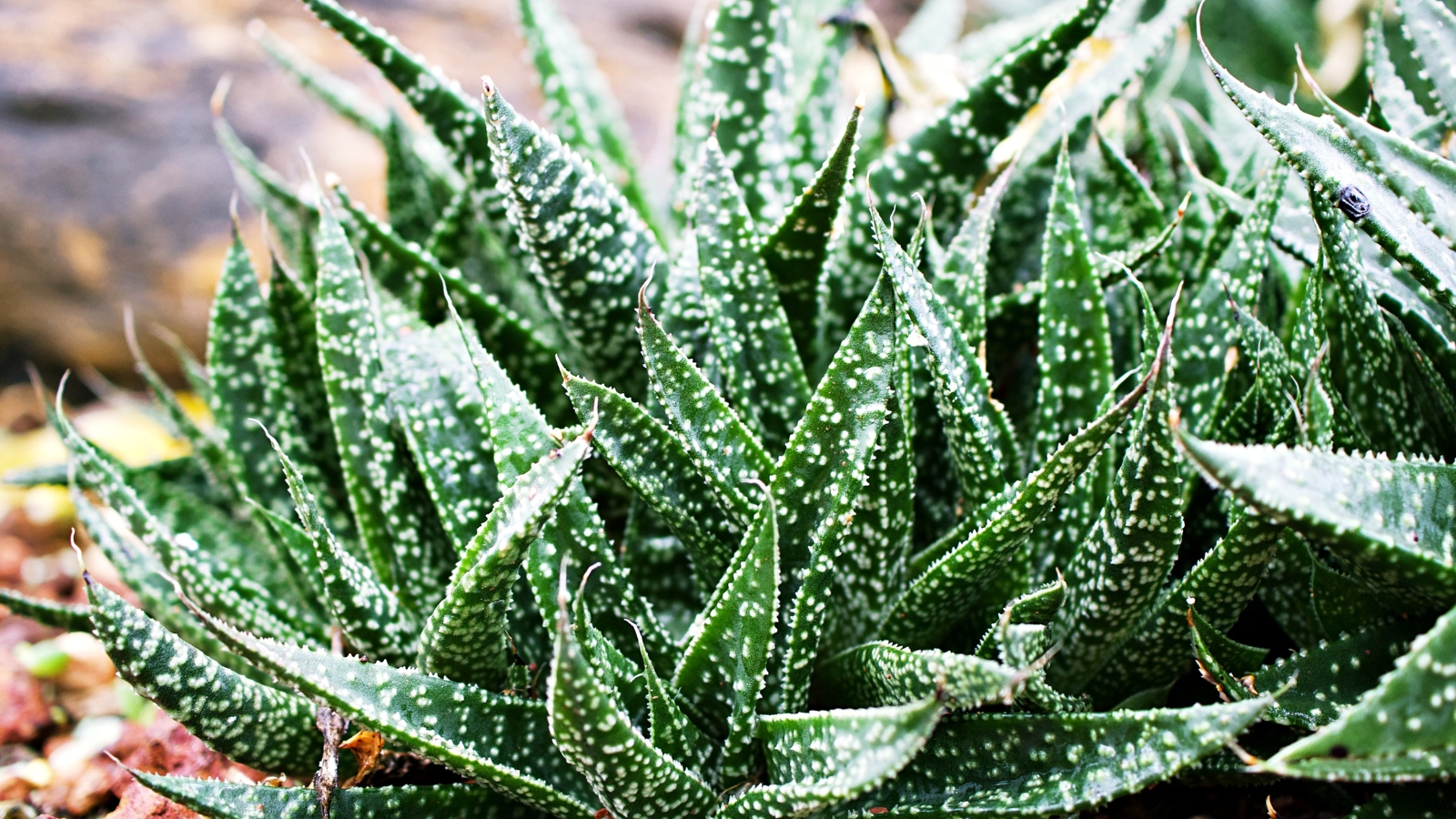 A close cluster of succulents with white patterns growing naturally on sandy soil.