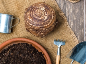 One of Elephant ear bulbs, placed on a brown mat with the bulb appearing brown and round with tools on the wooden surface
