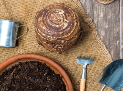 One of Elephant ear bulbs, placed on a brown mat with the bulb appearing brown and round with tools on the wooden surface