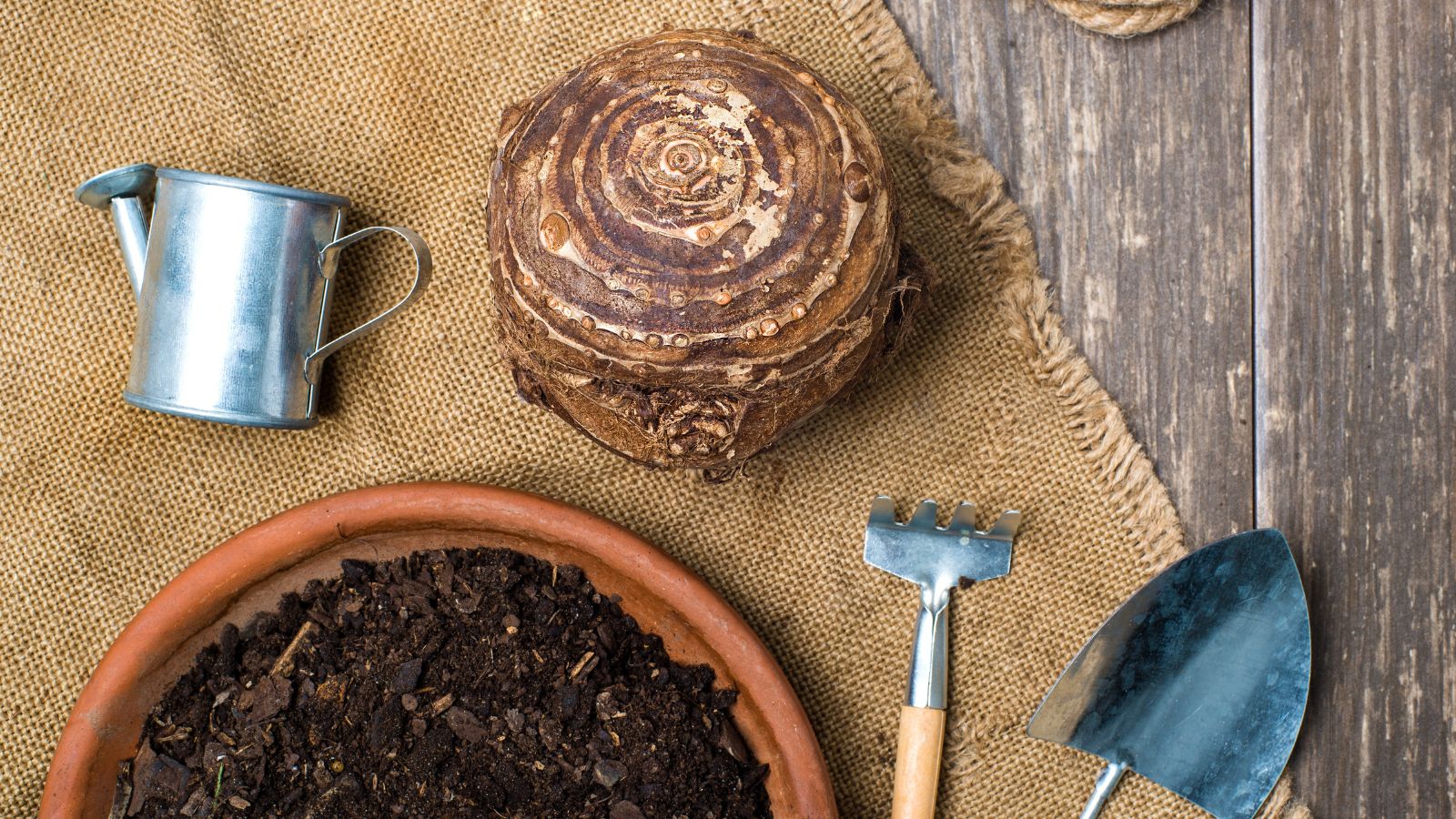 One of Elephant ear bulbs, placed on a brown mat with the bulb appearing brown and round with tools on the wooden surface