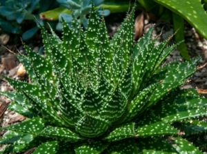 A lush green succulent with white speckled markings growing in a garden bed with brown soil.