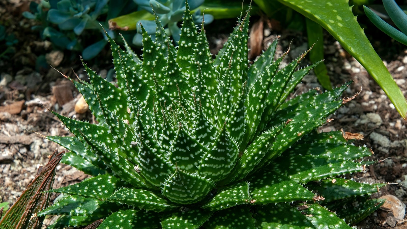 A lush green succulent with white speckled markings growing in a garden bed with brown soil.