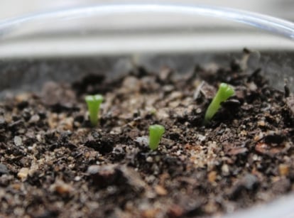 Growing succulents from seed, with the small sprouts appearing bright green on dark brown soil that looks damp placed in a clear container