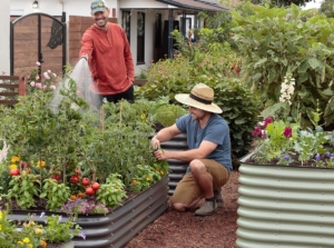 How to fill a tall raised garden bed, showing an area with multiple metal raised beds as two gardeners work on the plants