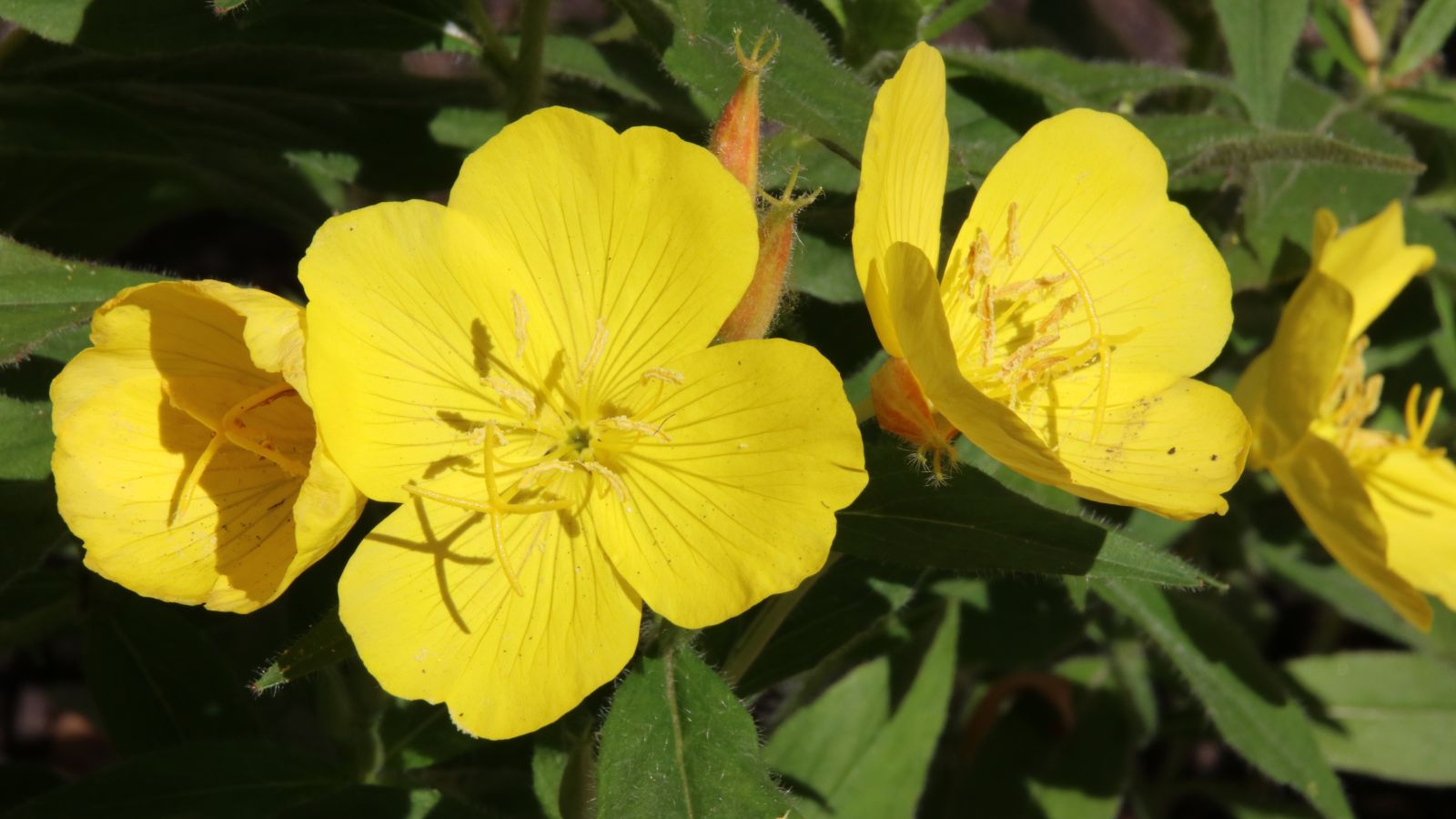 Multiplt yellow blooms of the Oenothera fruticosa, viewed up close appearing to have lovely blooms and foliage under abundant sunlight