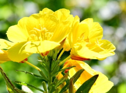A closeup shot of a flower cluster on a Oenothera fruticosa plant appearing to have a vibrant yellow hue placed under bright sunlight with greens looking blurry in the background