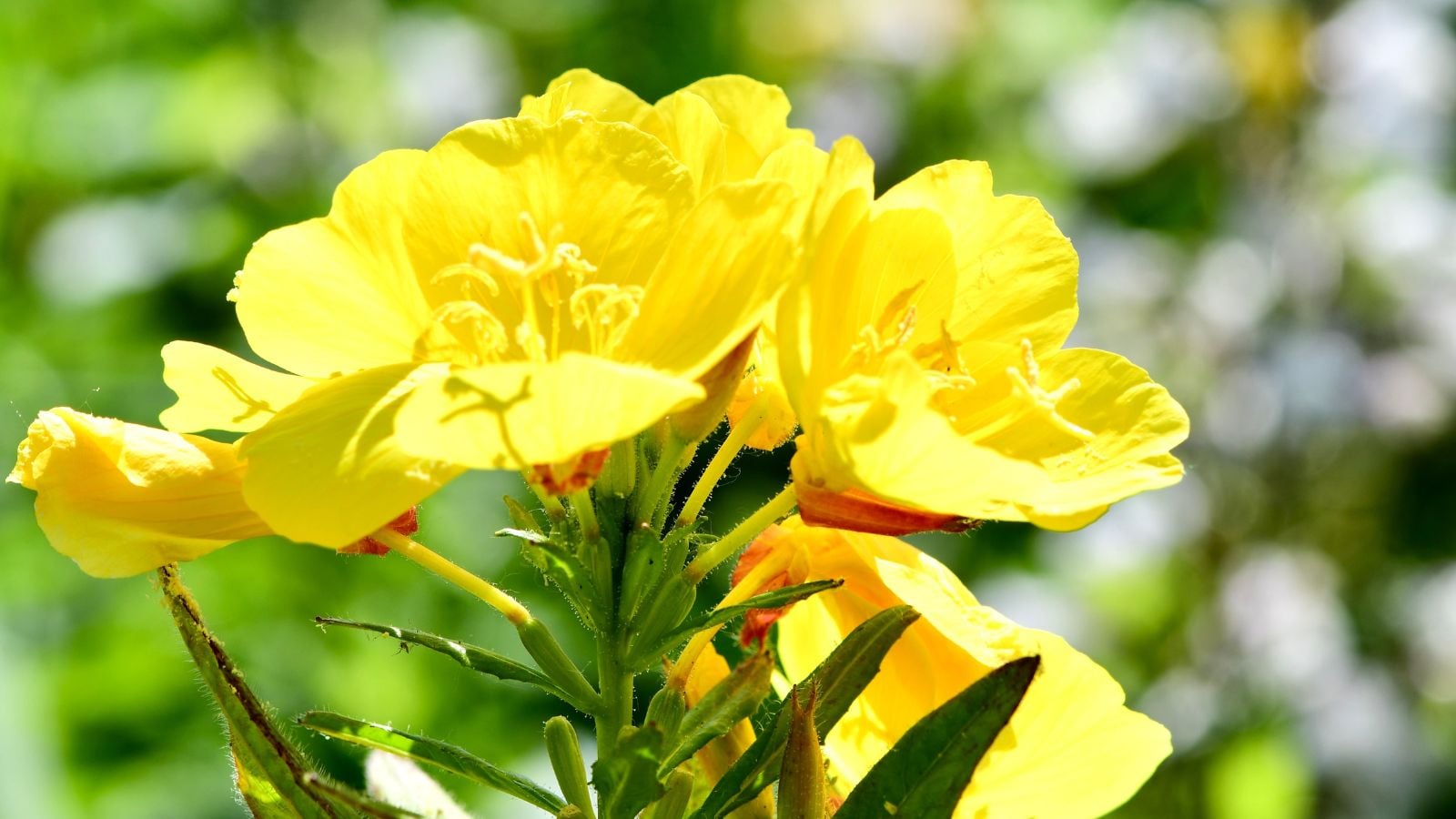 A closeup shot of a flower cluster on a Oenothera fruticosa plant appearing to have a vibrant yellow hue placed under bright sunlight with greens looking blurry in the background