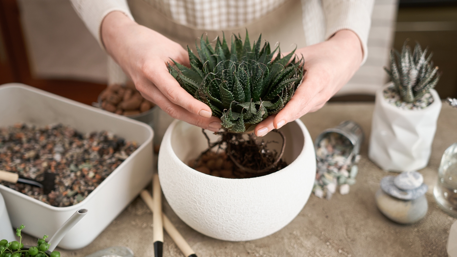 Hands placing a spiky green succulent into a white pot surrounded by gardening tools and soil.