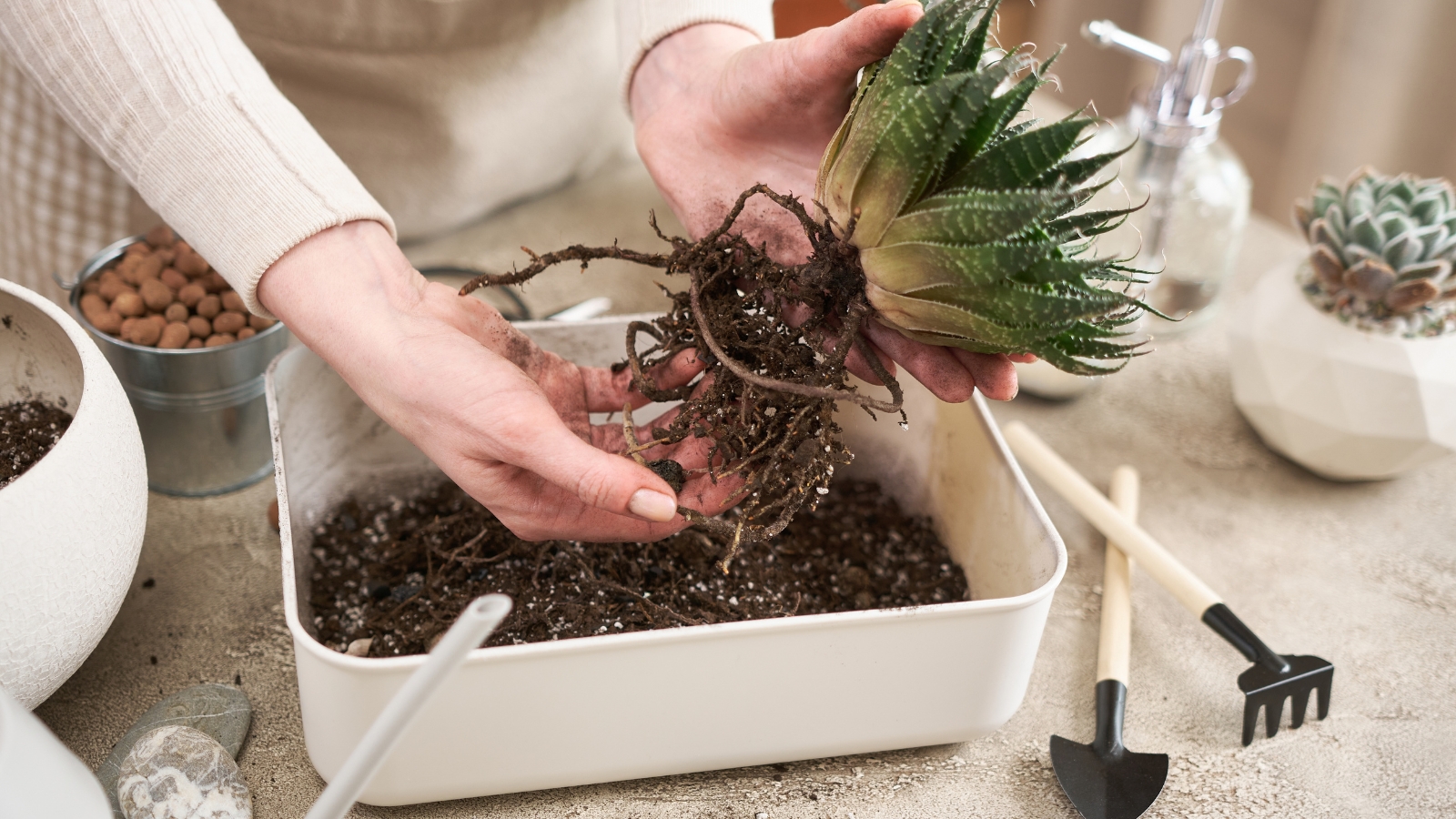 Hands carefully repotting a green succulent into a white box planter, surrounded by other small potted plants.