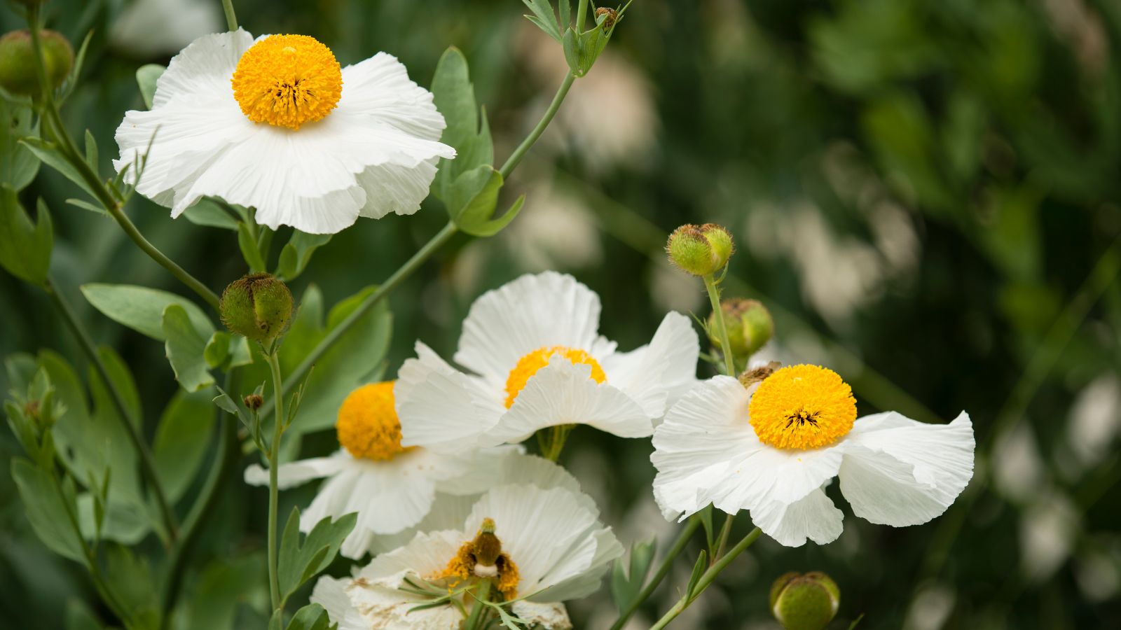 Multiple white blooms of the Romneya Coulteri appearing doft and delicate with prominent yellow fluffy centers surrounded by deep green leaves