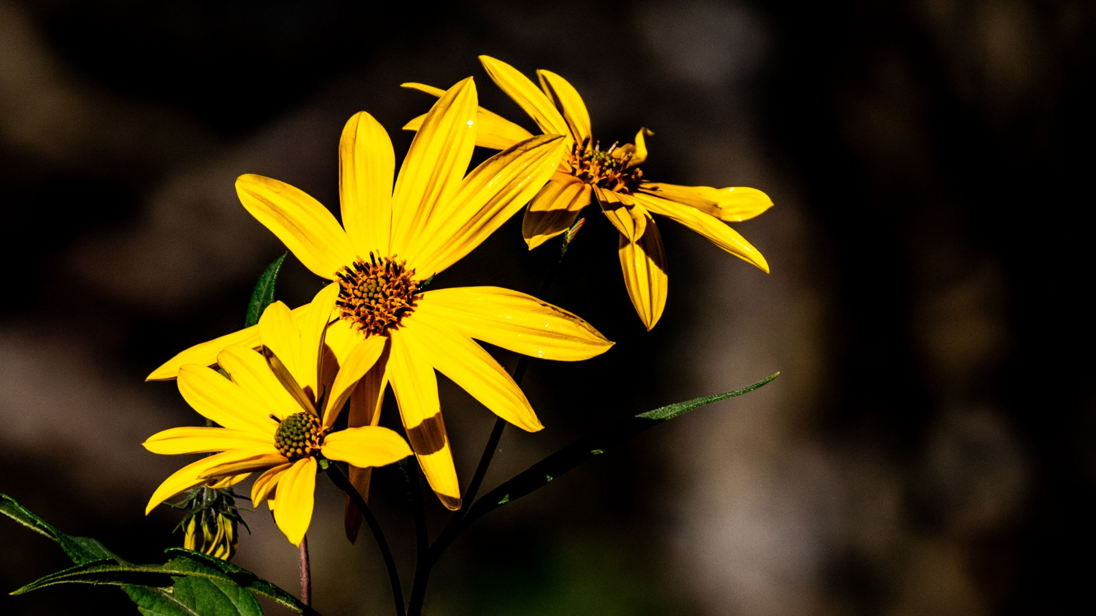 Bright golden-yellow daisy-like flowers with thin petals grow above slender green stems and delicate foliage.