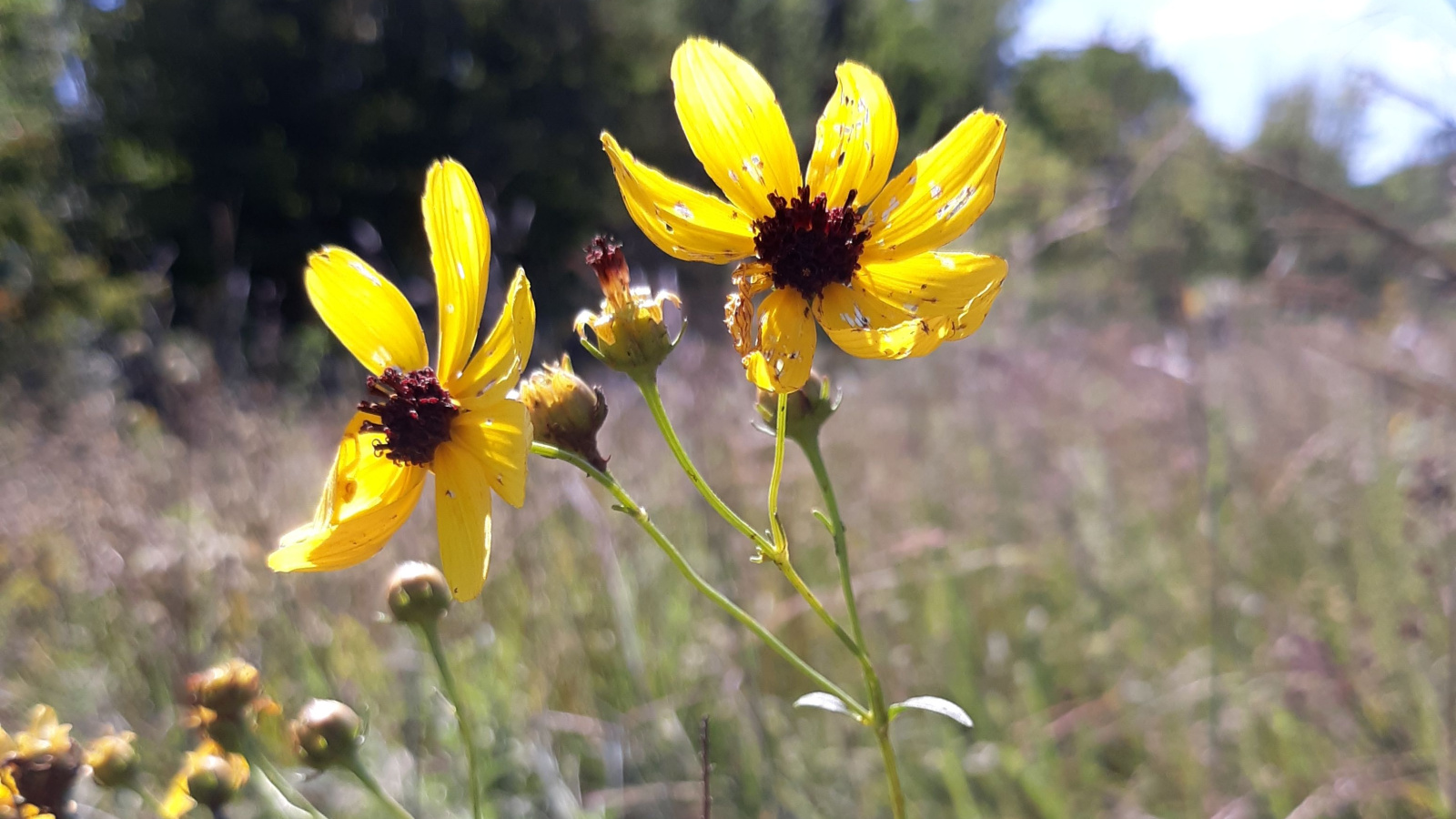 Golden coreopsis flowers bask in sunlight, their petals radiant and vibrant yellow. In the backdrop, blurred silhouettes of trees and houses create a serene natural setting, enhancing the beauty of the floral display.