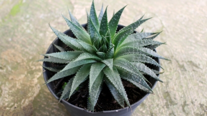 A small green succulent with pointed leaves in a neat black pot placed on a paved surface.