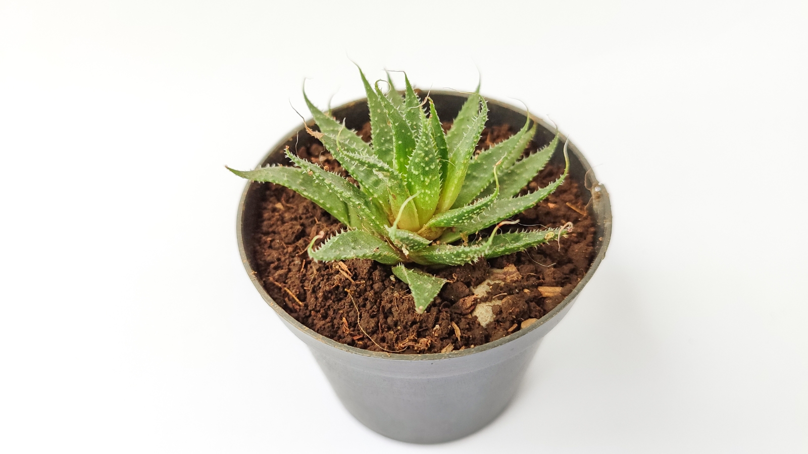 A neatly potted green succulent with fine speckles in a simple gray container resting on a white surface.