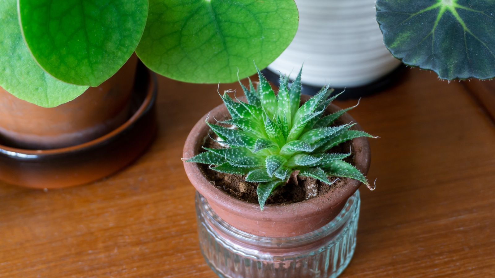 A small, vibrant plant in a terracotta pot sitting on a wooden table next to other leafy plants.