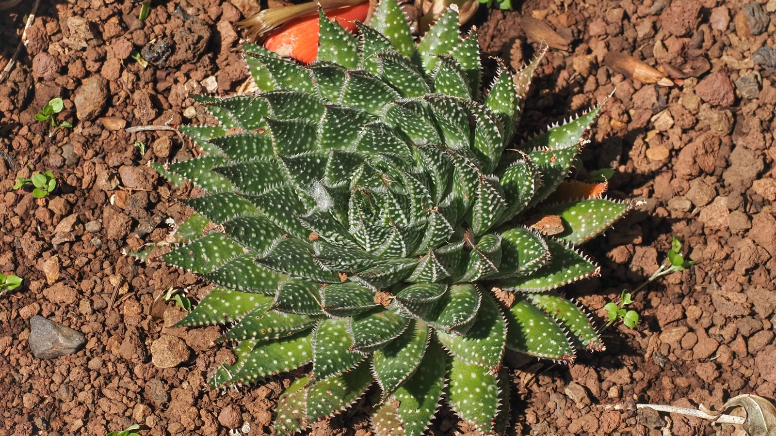 A green succulent forming a perfect rosette pattern on dry reddish-brown soil.