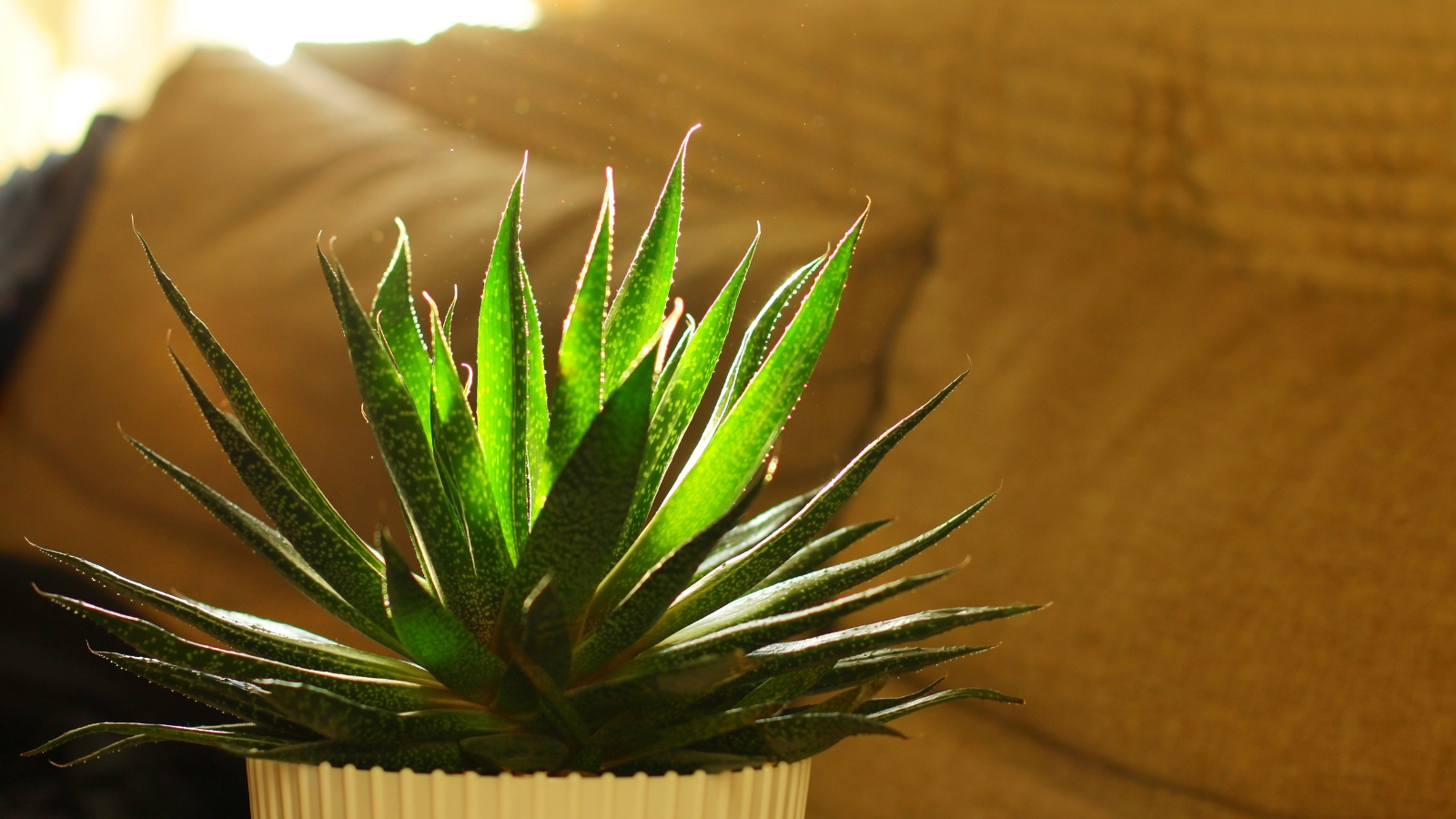A small plant with bright green, needle-like leaves radiating upward, illuminated by warm light.