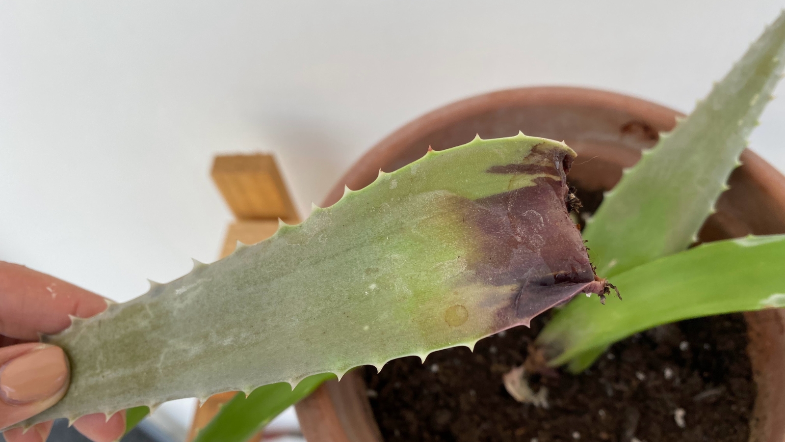 A green succulent with visibly decaying roots and soft, discolored leaves, being examined in a small pot.