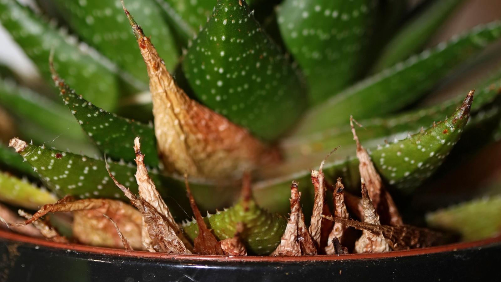 A succulent showing signs of wilting, with shriveled leaves and brown stems in a dark container.