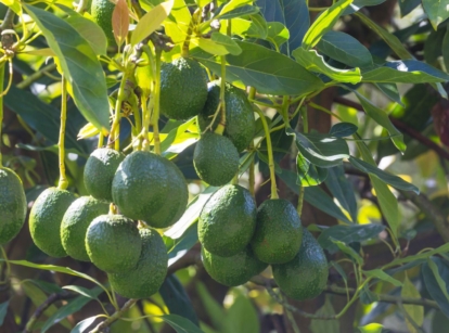A close up of a hass avocado tree, having multiple fruits appearing green and healthy on the branches, dangling under the sunlight