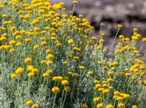 An area with lovely Santolina chamaecyparissus appearing to have long and thin green leaves with tiny yellow blooms with round forms