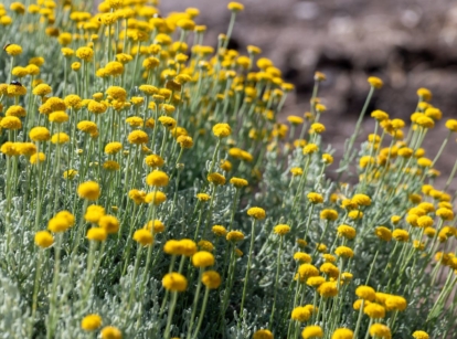 An area with lovely Santolina chamaecyparissus appearing to have long and thin green leaves with tiny yellow blooms with round forms