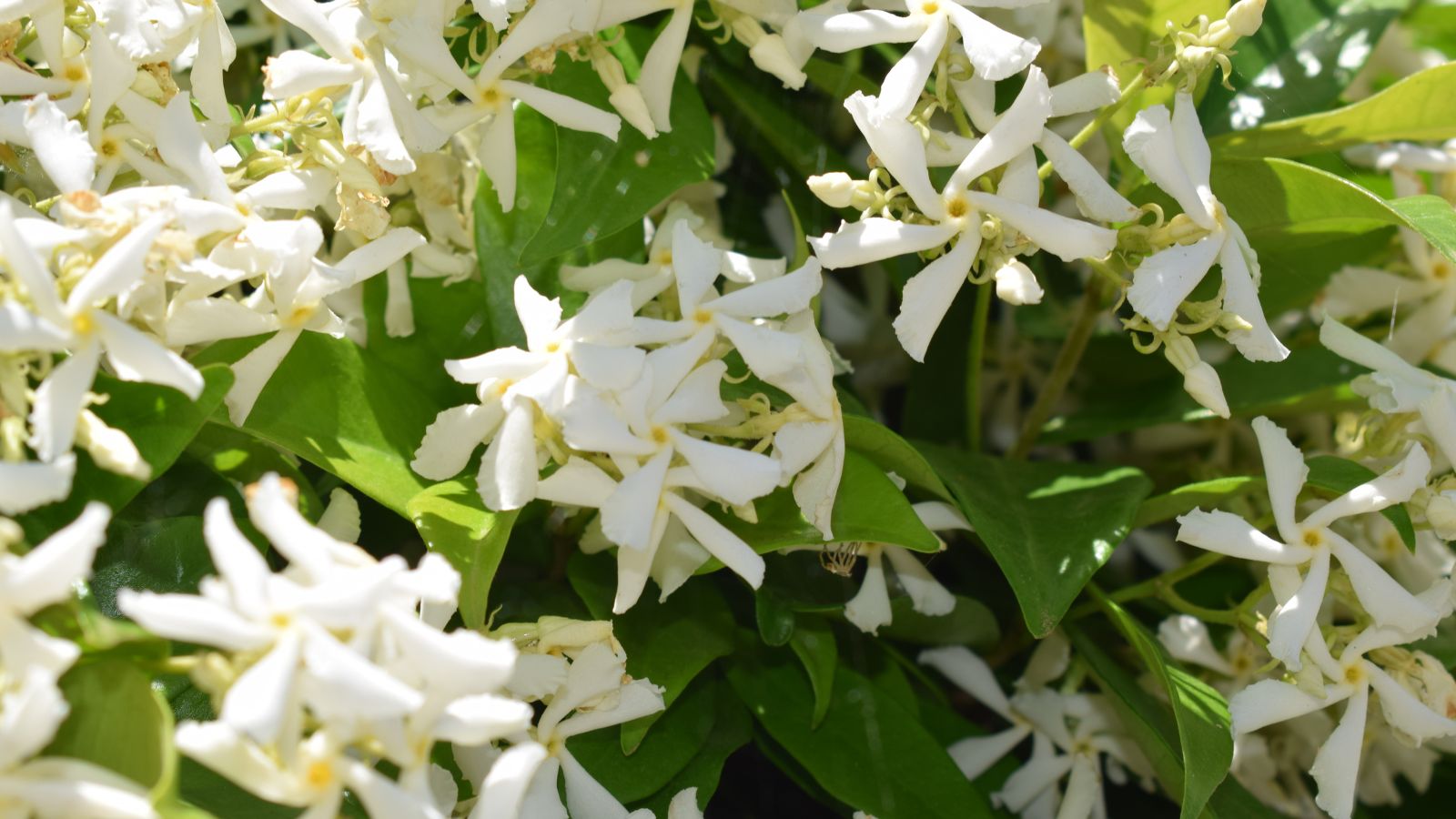 A close-up shot of a composition of white flowers and green leaves, basking in bright sunlight outdoors