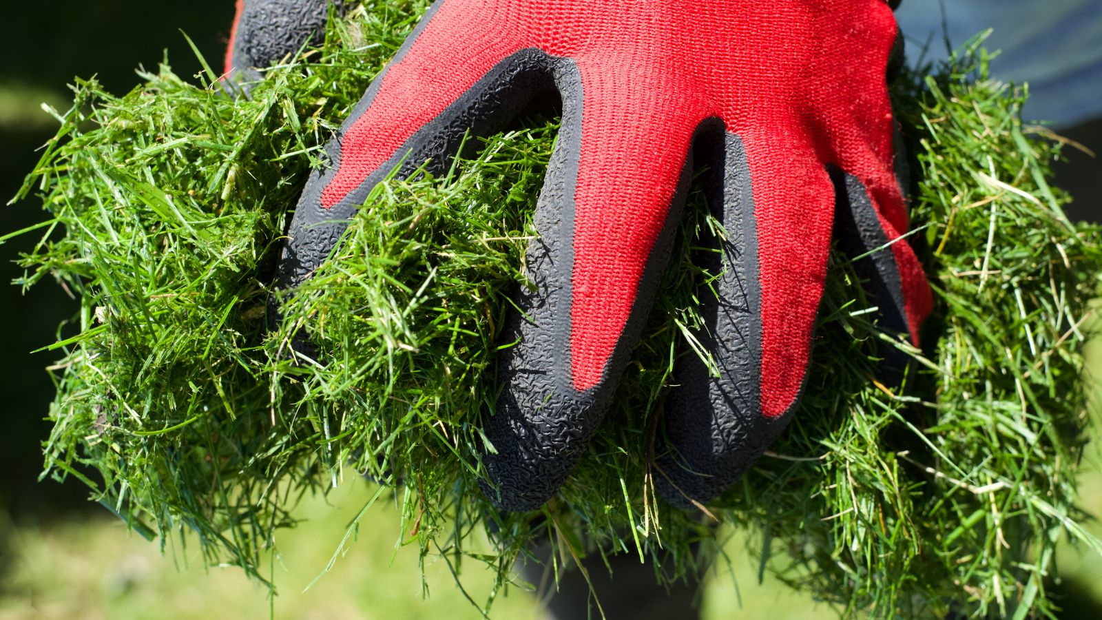 A close-up shot of a person's hand wearing red gloves holding a pile of plant trimmings in a well lit area outdoors