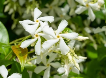 A close-up shot of a small composition of white, star-shaped flowers of the star jasmine