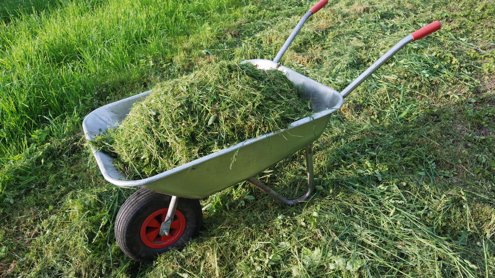 A close-up shot of a wheelbarrow filled with a pile of lawn trimmings, all situated in a well lit area outdoors