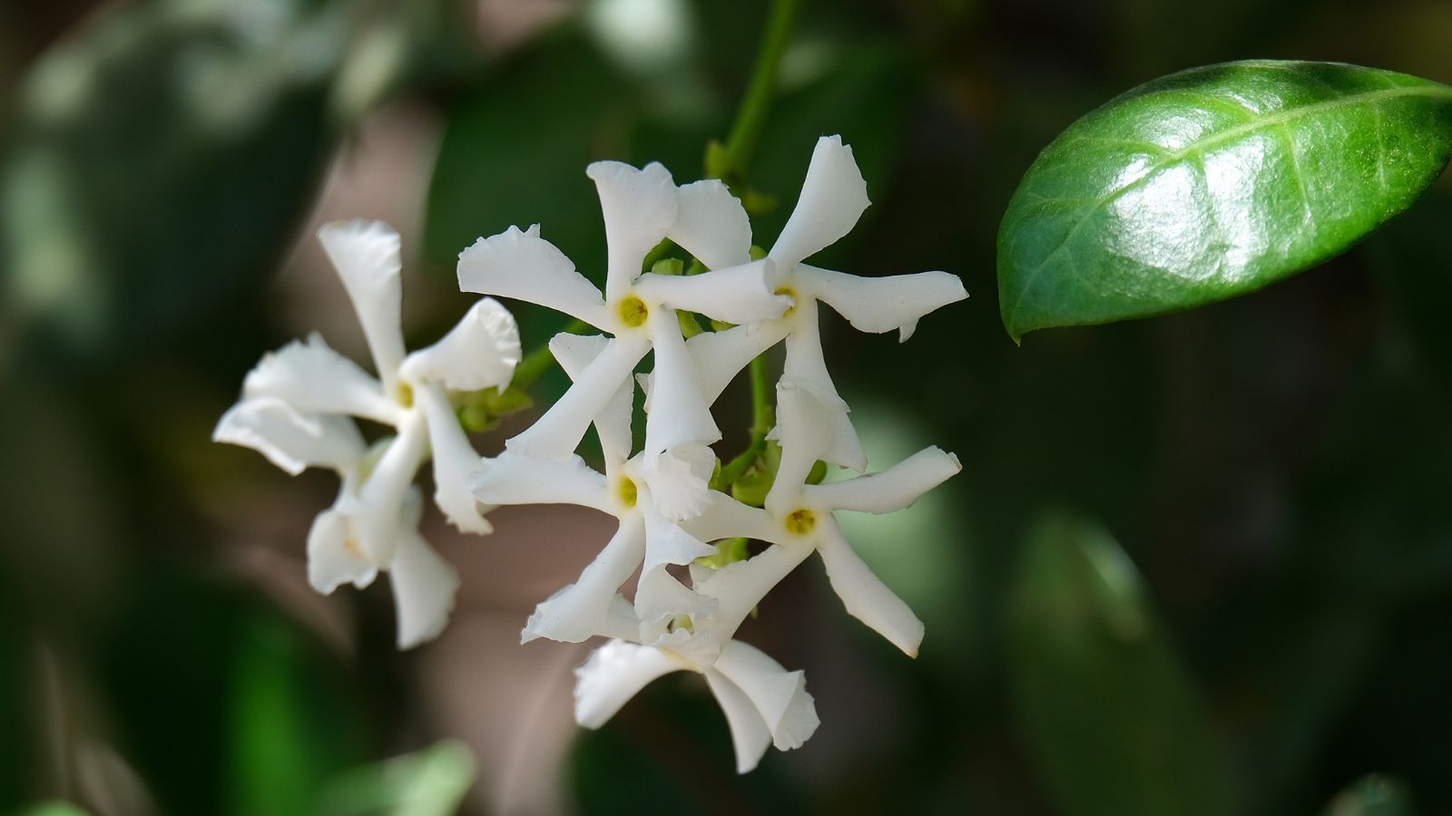A close-up shot of delicate white flowers and green leaves of a climbing plant, all placed in a well lit area outdoors