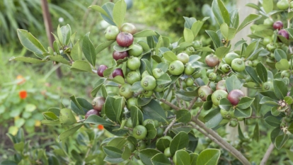 A close-up shot of fruits of a plant, showcasing its colors, leaves and developing fruits in a well lit area outdoors