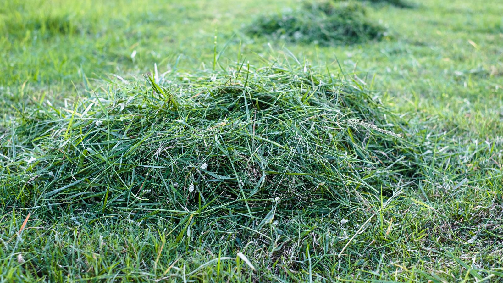 A close-up shot of several piles of lawn trimmings placed on a garden area outdoors