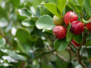 A close-up shot of the fruits and leaves of a Strawberry guava tree