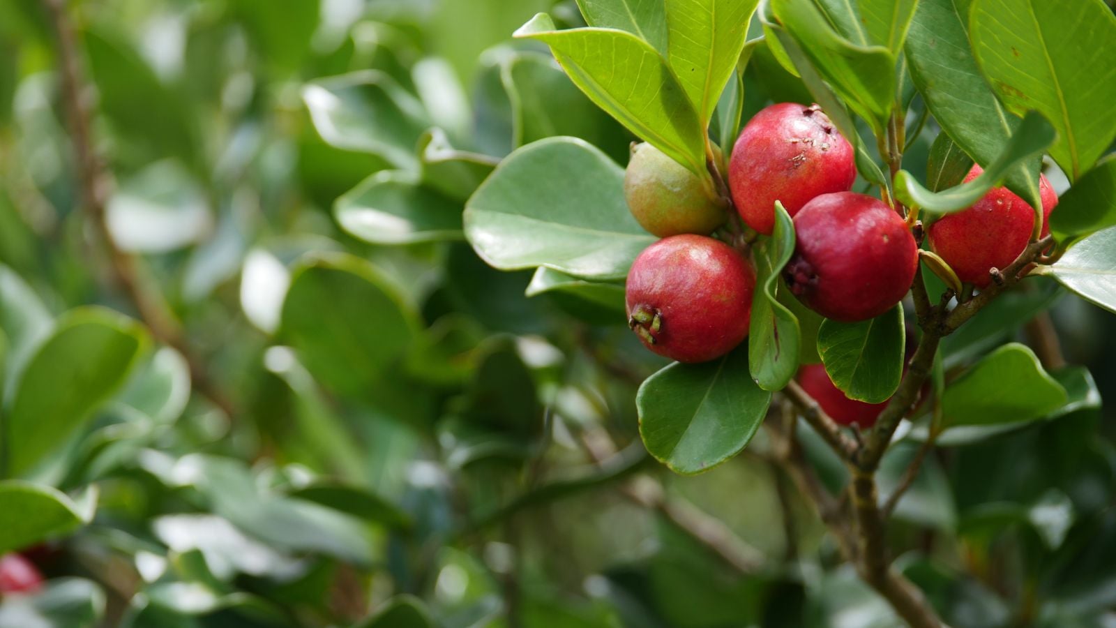 A close-up shot of the fruits and leaves of a Strawberry guava tree