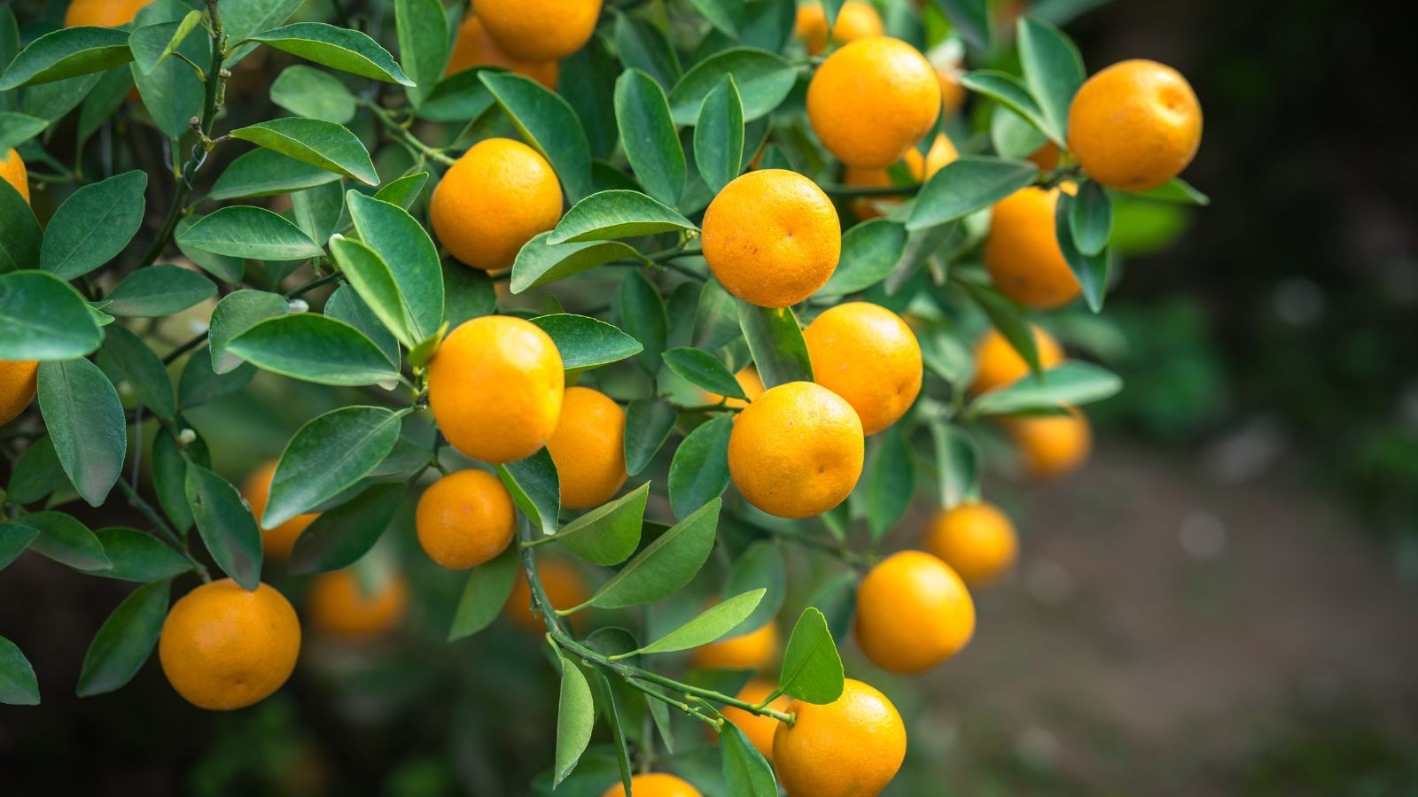 A shot of a cluster of fruits and green leaves of a fruit-bearing plant in a well lit area outdoors