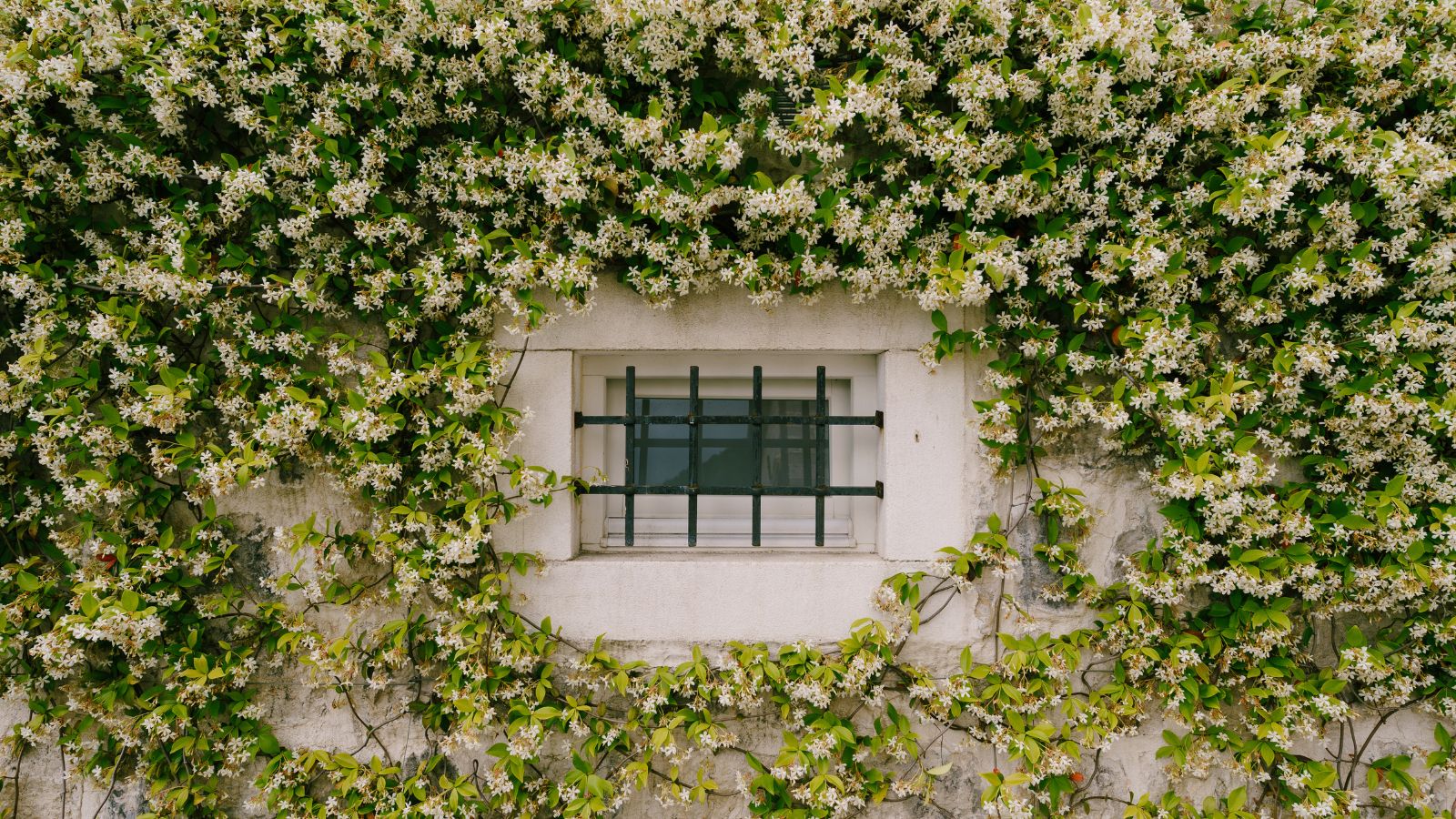 A shot of a composition of white climbing flowers on a wall near a window in a well lit area