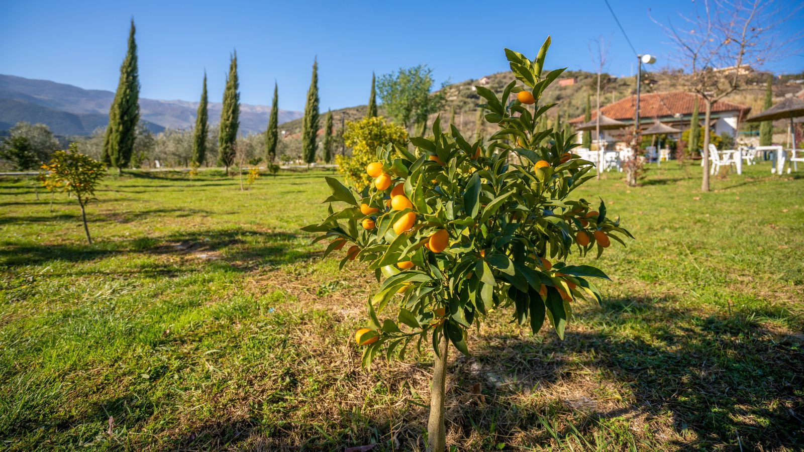 A shot of a developing fruit-bearing plant, placed in a well lit area outdoors