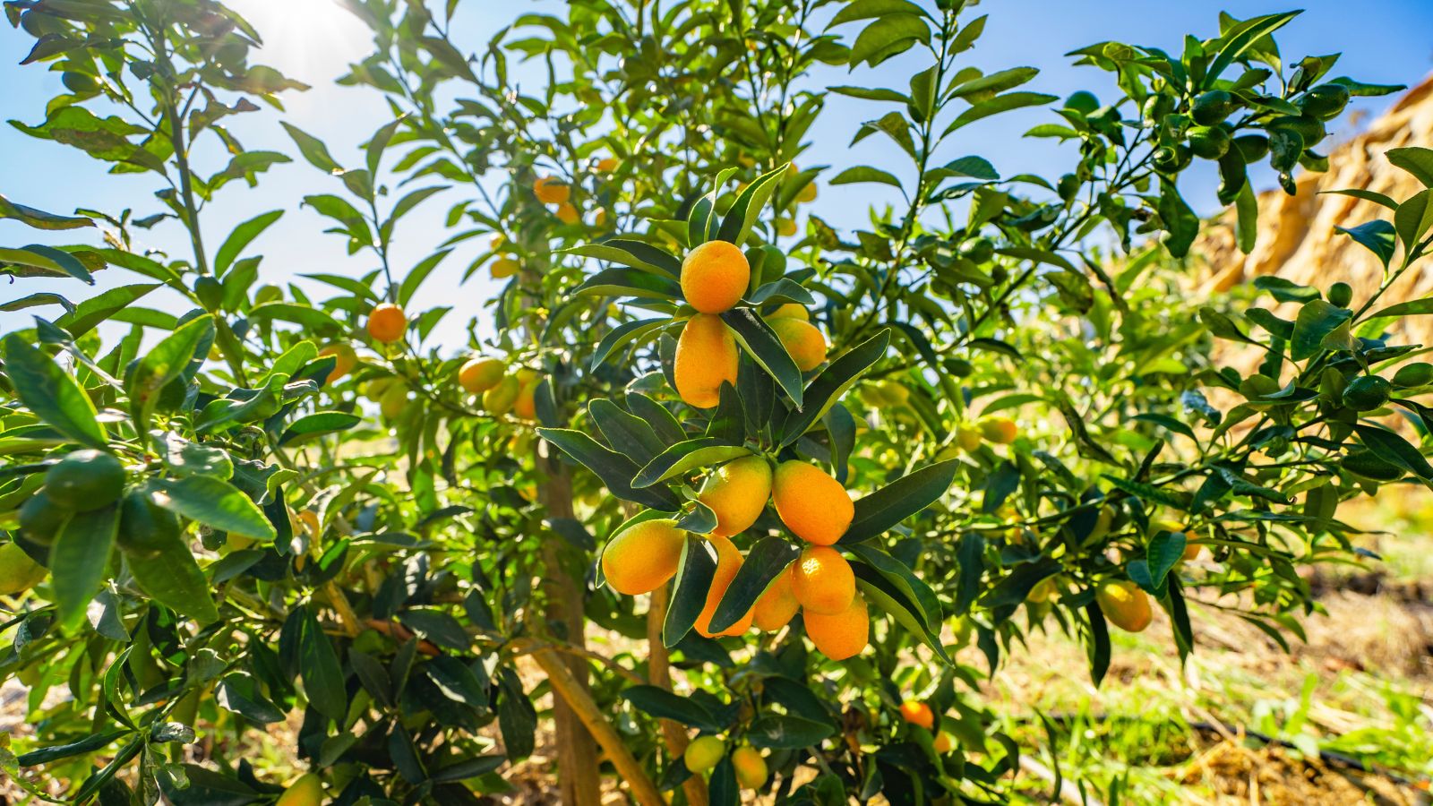 A shot of a fruit-bearing plant basking in bright sunlight outdoors