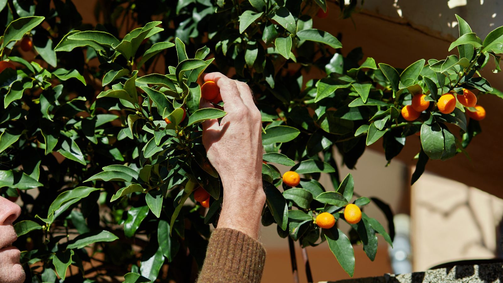 A shot of a person in the process of harvesting round fruits on a plant in a well lit area outdoors