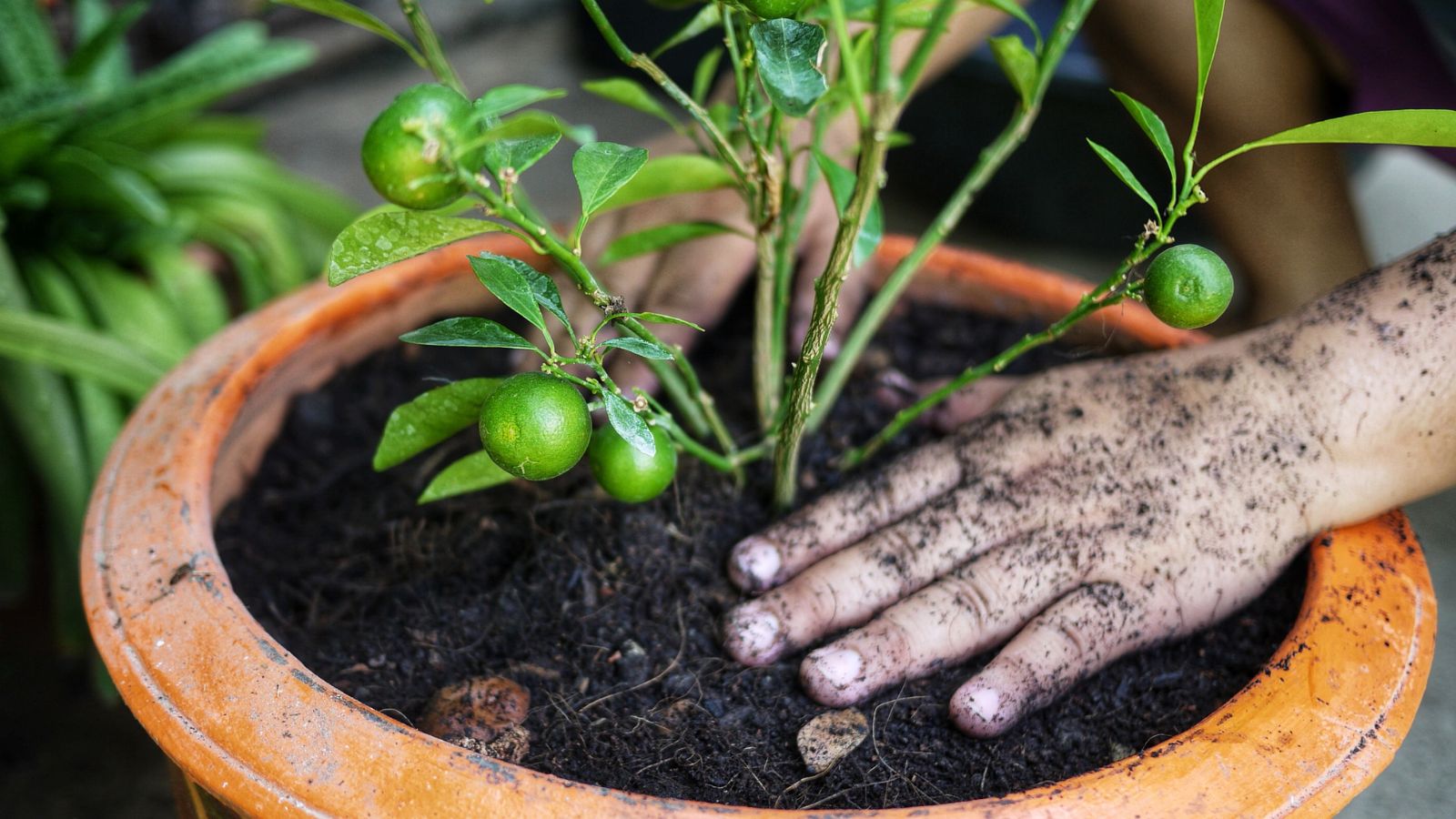 A shot of a sapling of a fruit-bearing plant being taken care of in a container in a well li area indoors