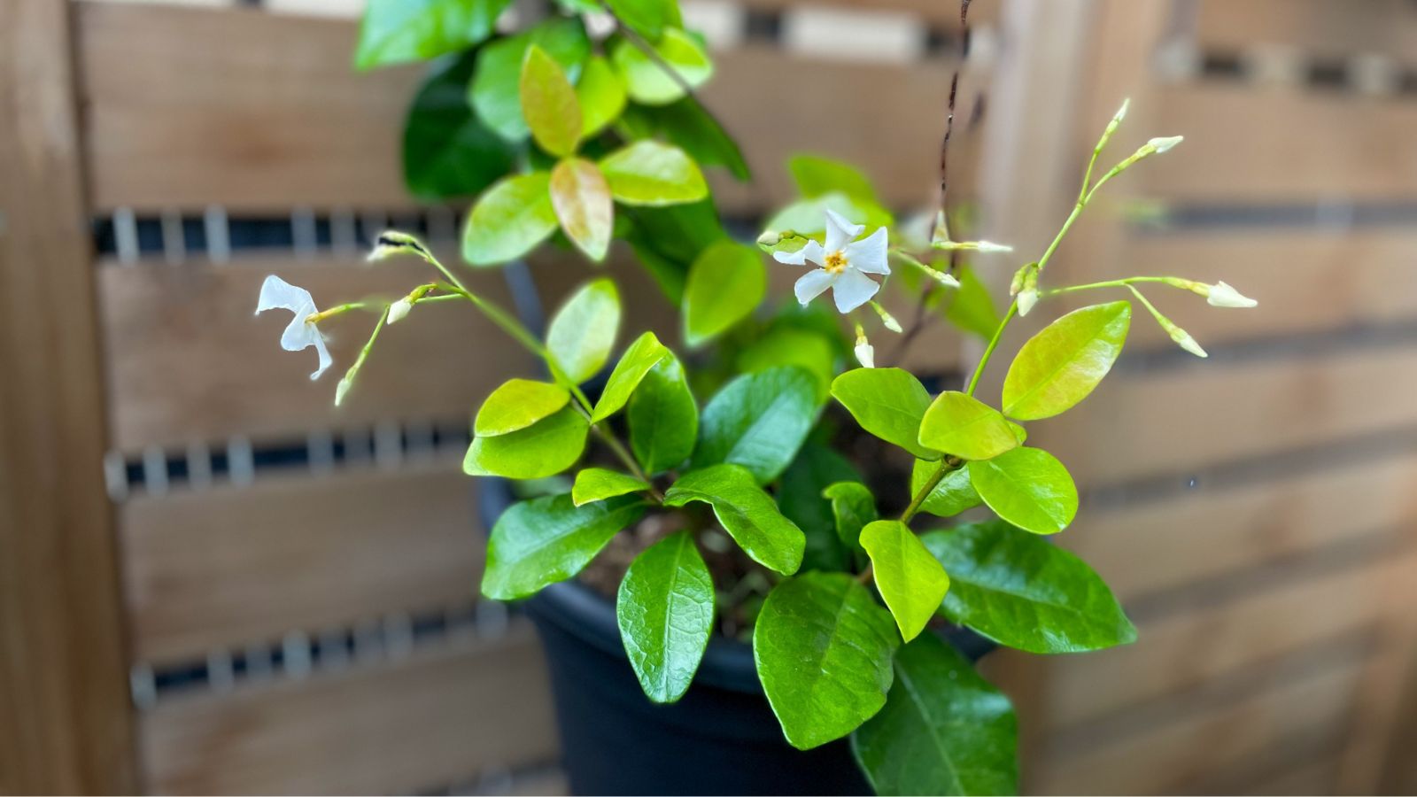 A shot of a seedling of a plant placed on a hanging pot near a fence in a well lit area